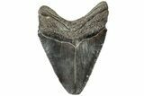 Serrated, Fossil Megalodon Tooth - South Carolina #310072-1